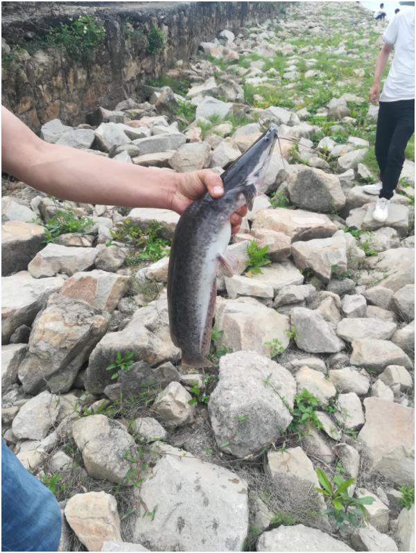 深圳河流野釣盛行,市民解鎖新的休閑方式2